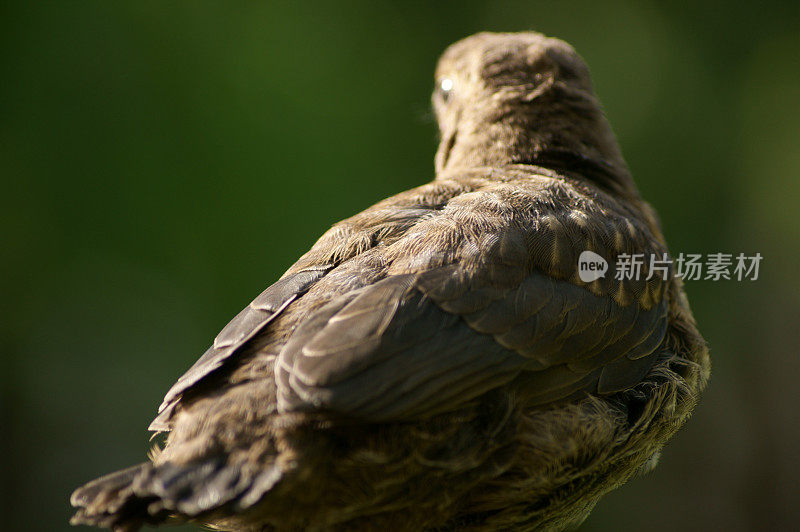 歌鸫(Turdus philomelos)